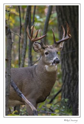 white-tailed buck 11 pt copy.jpg
